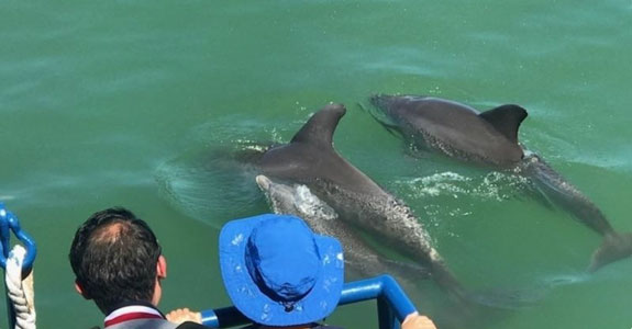LeBarge-Dolphin-ManateeCruise